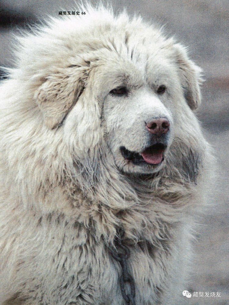 2004版藏獒中的那些狗