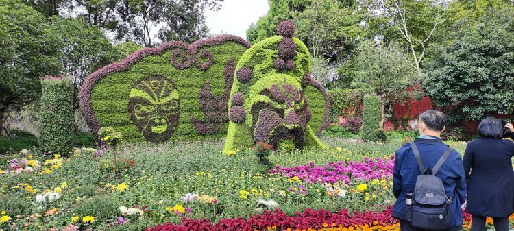 绵阳富乐山公园观菊花展