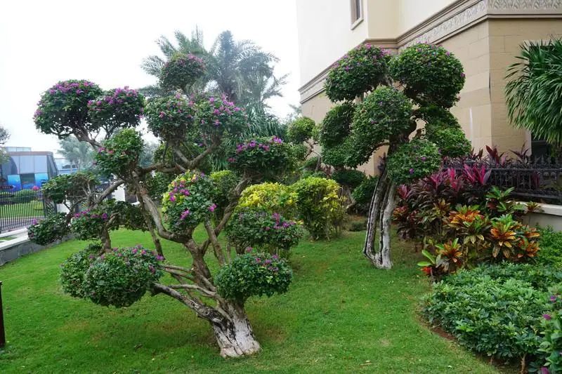 庭院造景植物养护篇乔木灌木养护知识