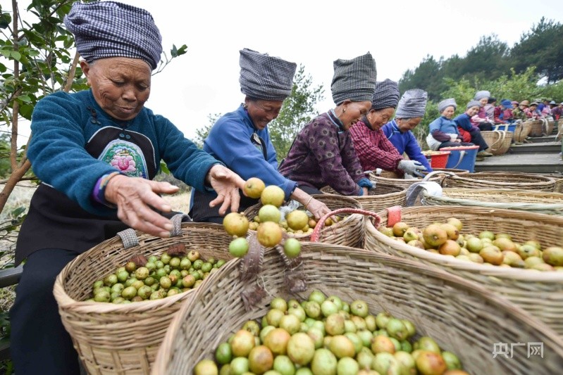 贵州松桃金秋油茶喜丰收