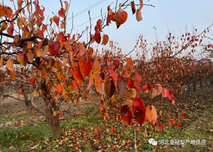 梨树反季节开花的预防措施