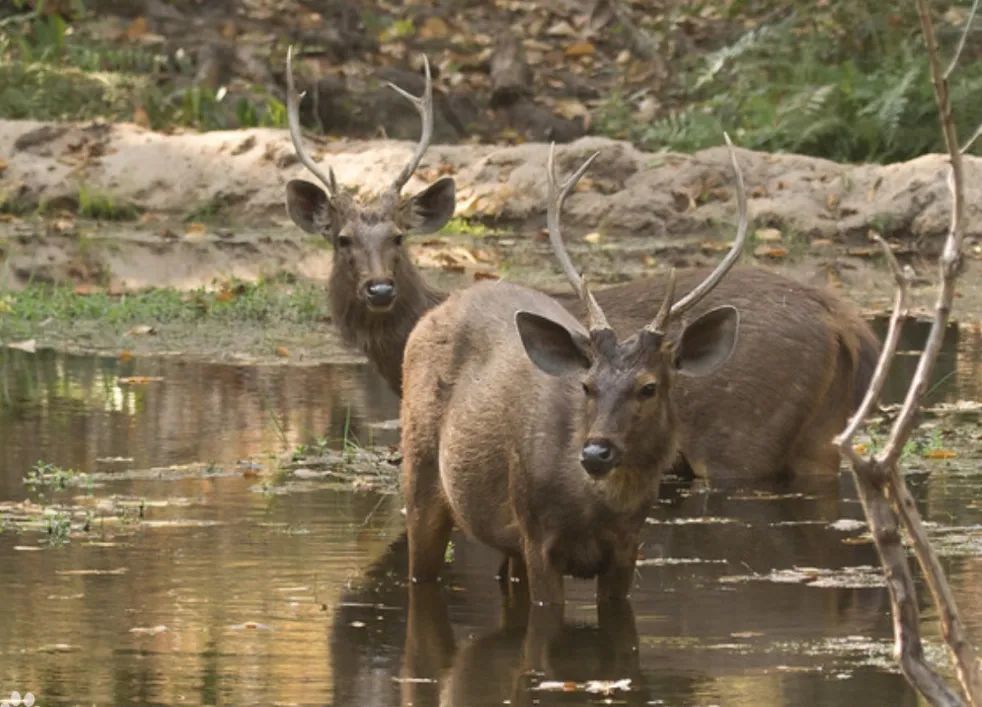 西双版纳4人偷进保护区猎杀了一头水鹿平分带回家
