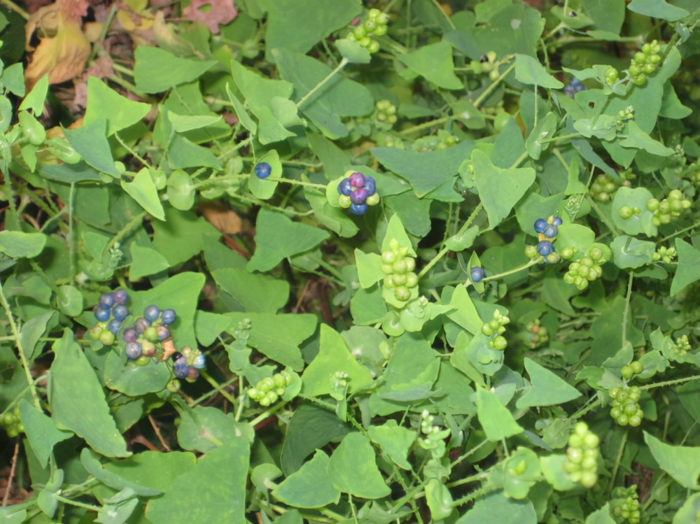 农村20种野花野草有的有毒有的能吃有的可入药认识几种