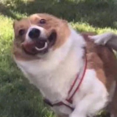 狗子情侣头像