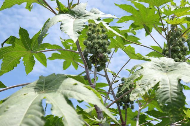 其实还有一些难题亟待解决,比如蓖麻这种植物本身的产量问题,复杂的