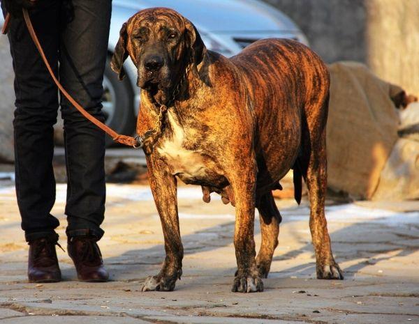 中的一种攻击力极为强悍的军犬,由于巴西菲勒犬具有超强的追踪能力