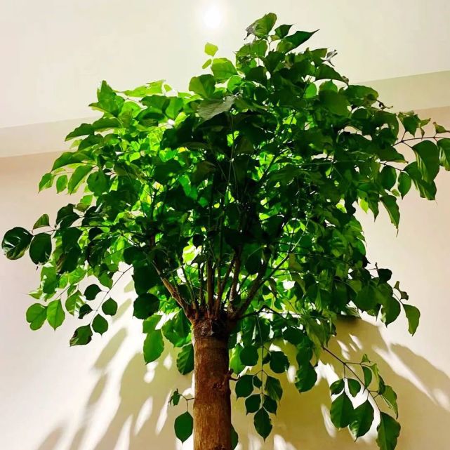 养好幸福树,关键有2点,叶子绿油油枝干壮实开花满枝