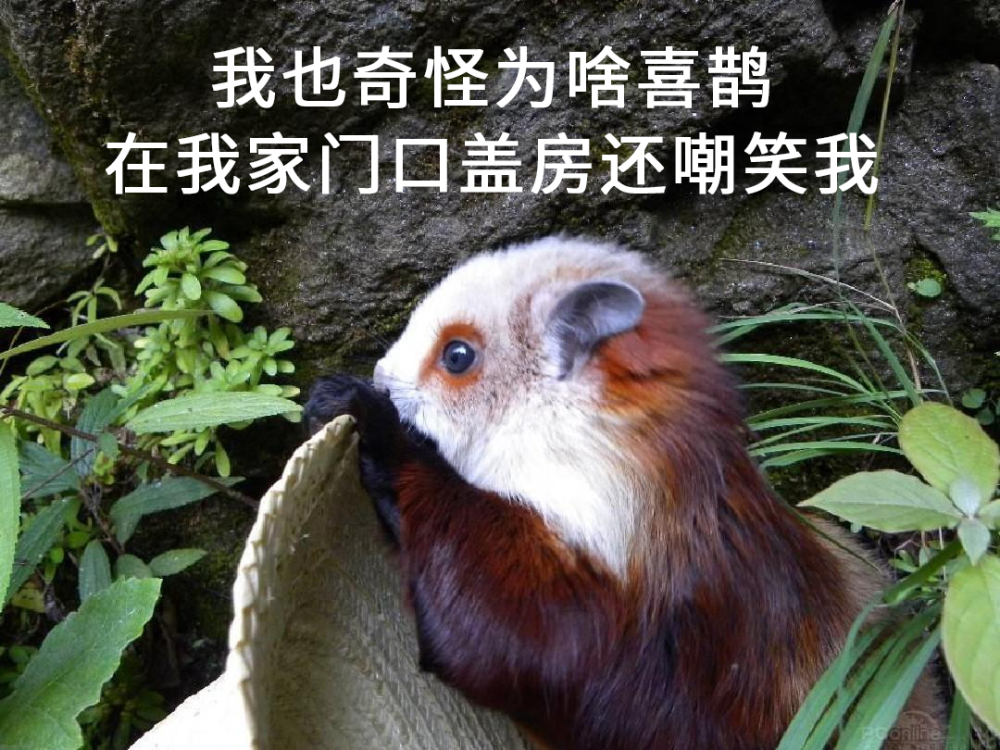 小学课文中的寒号鸟不肯搭窝,终于找到原因了!