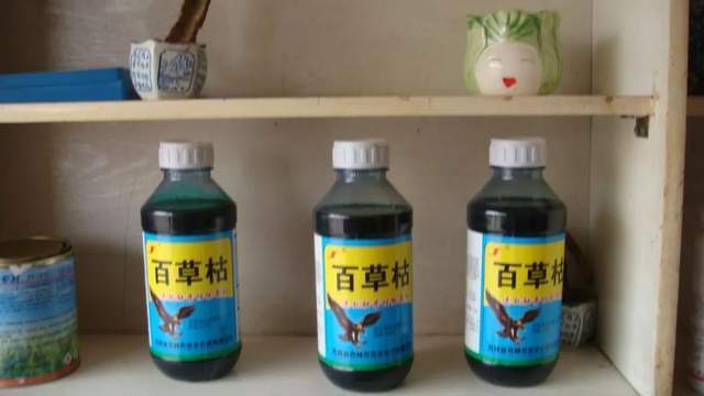 一,百枯草是什么?这些孩子们都怎么了?
