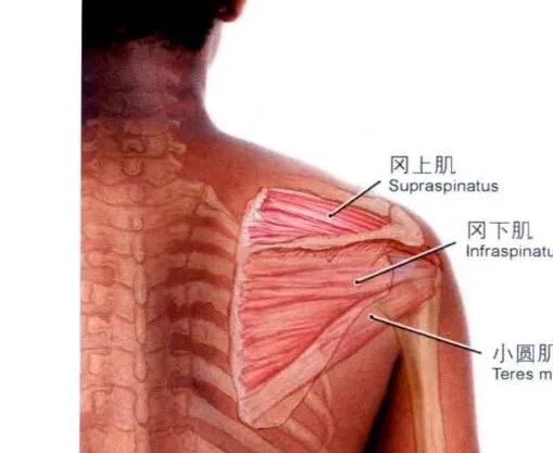 斜方肌肩胛冈肩峰,锁骨压痛点检查方法(以右侧为例):检查者站于病人右
