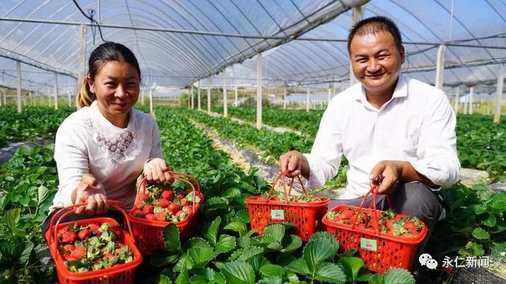 永仁县莲池乡的草莓熟了,周末采摘约起来!