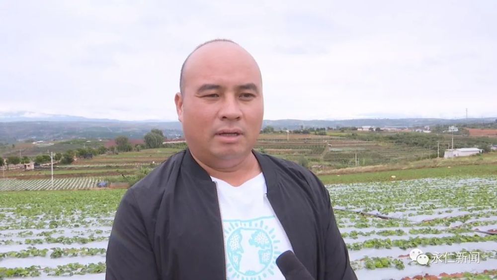 永仁县宏鑫草莓种植合作社理事长袁宏东:看今年草莓的长势,我们基地的