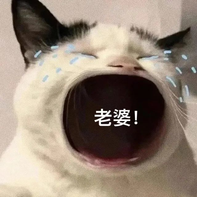 猫咪张大嘴哭表情包
