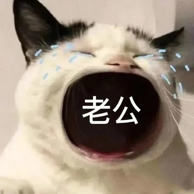 猫咪张大嘴哭表情包