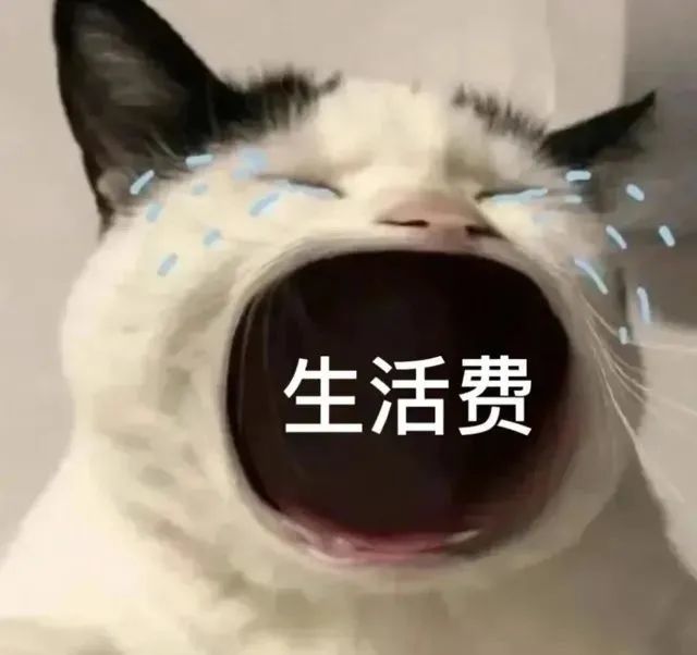 猫咪张大嘴哭表情包