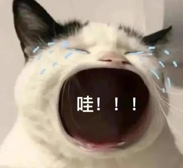 猫咪张大嘴哭表情包