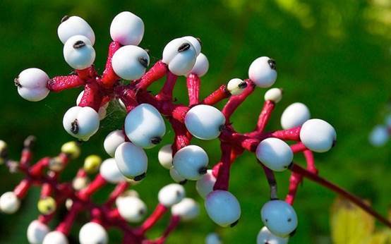 这种植物的果实形状像娃娃的眼睛,含有毒药,可以使心脏停止跳动并很快