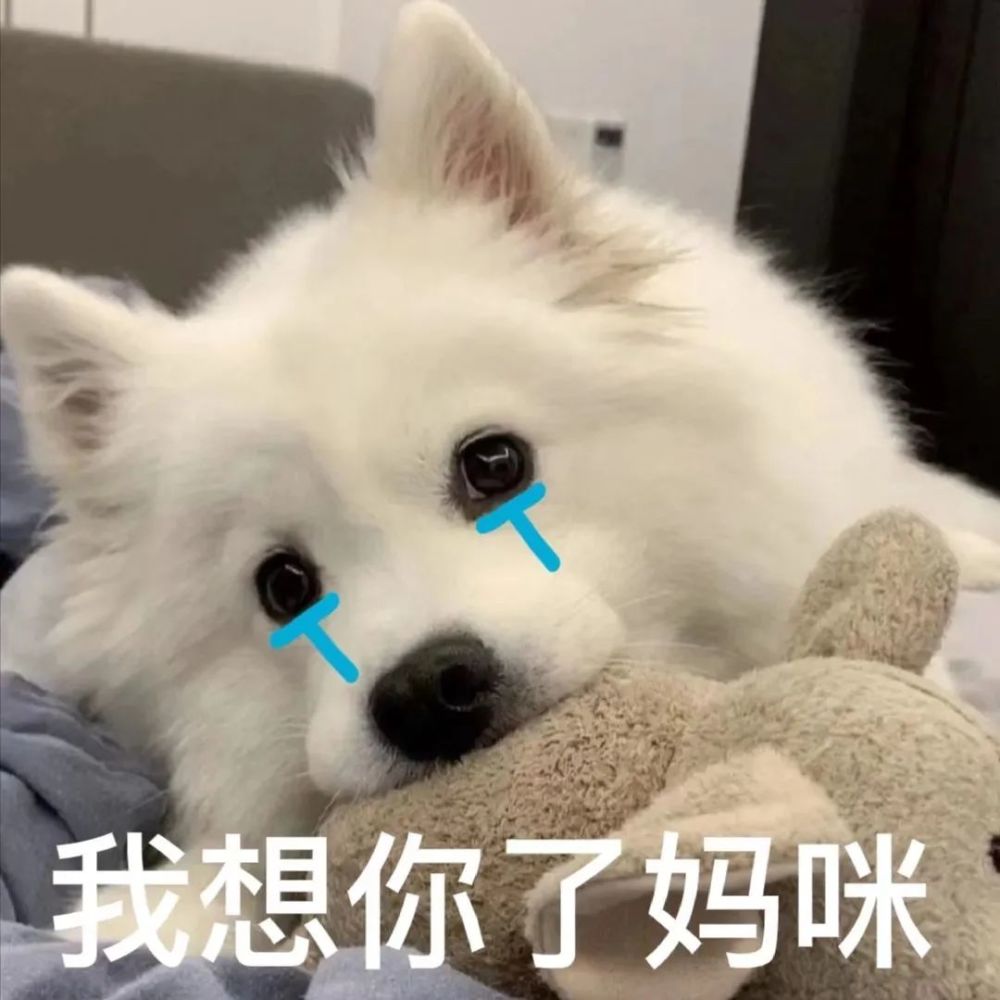 爸宝女妈宝男老婆奴老公奴表情包