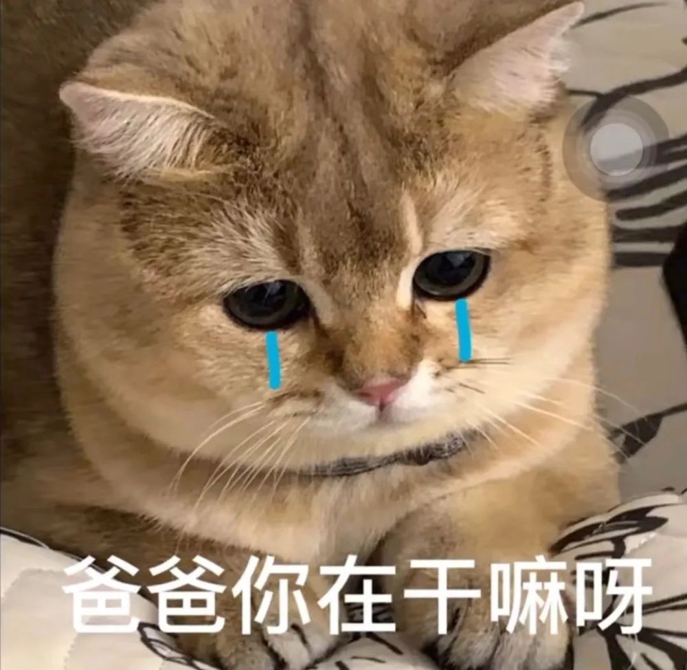 爸宝女妈宝男老婆奴老公奴表情包