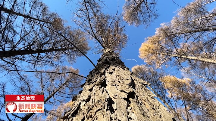 如今,塞罕坝的林木总蓄积量已经达到1036万立方米,所释放的氧气可供