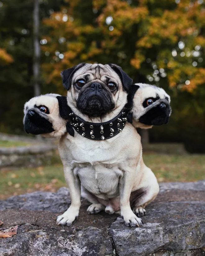 终于知道三头犬长啥样了,有几个超可爱!