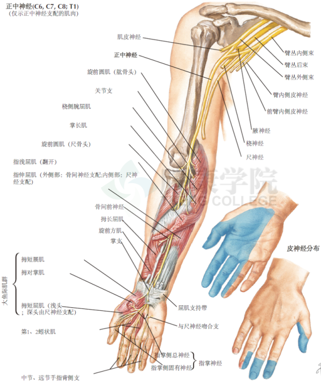 神经解剖学|正中神经|前臂|桡神经|正中神经