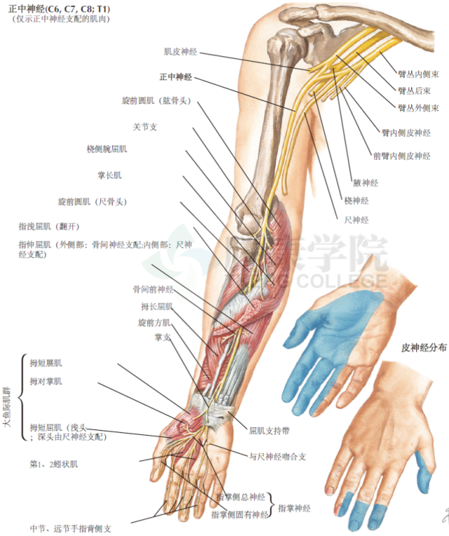 神经解剖学|正中神经|正中神经|前臂|桡神经