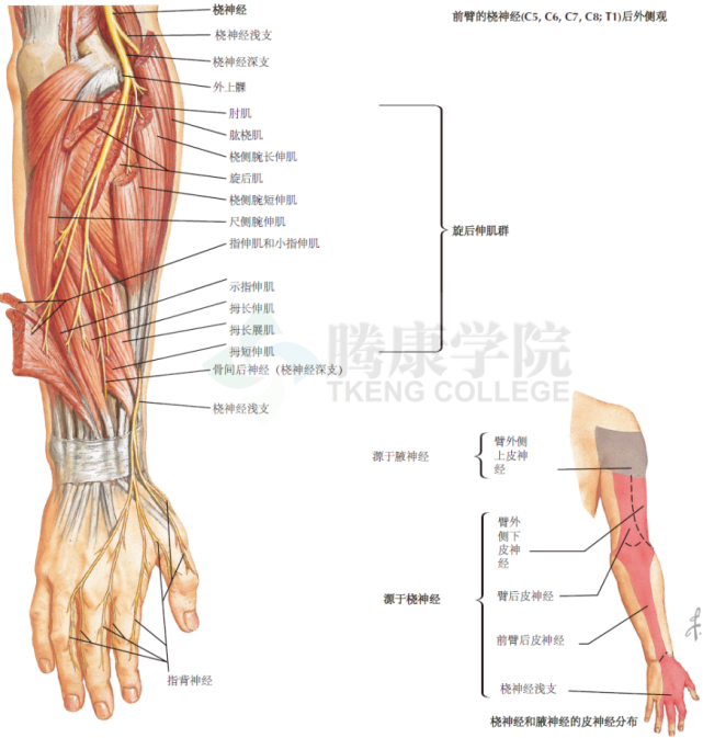桡神经(前臂)正中神经(c5~ t1)运动纤维支配(1)挠侧腕屈肌,(2)旋前圆