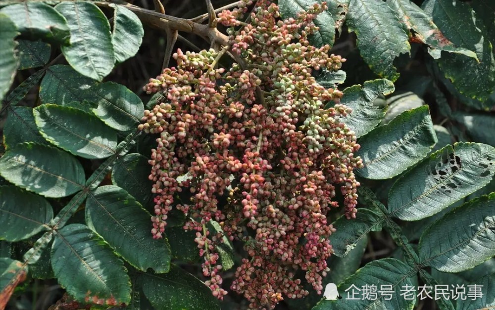 俗称盐霜柏别再当柴烧果实是零食真能长出盐巴吗