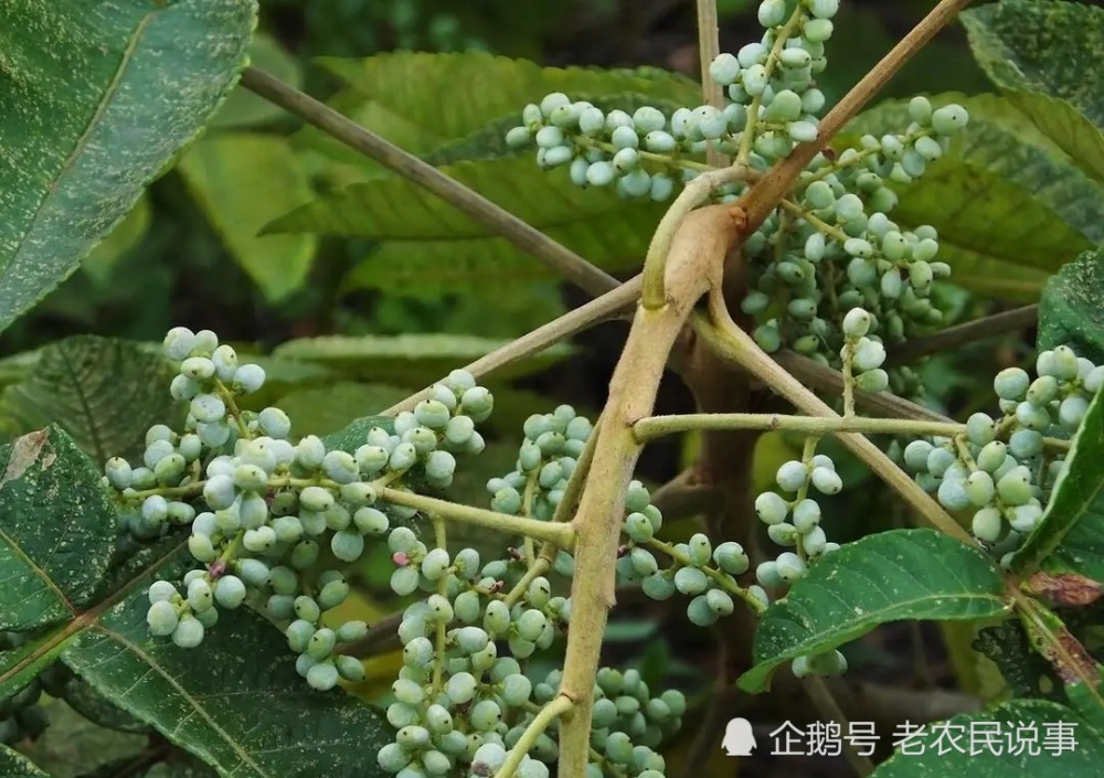 俗称盐霜柏别再当柴烧果实是零食真能长出盐巴吗