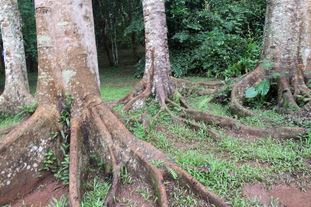 中国唯一被世界公认的热带雨林,里面最毒的树,能见血封喉