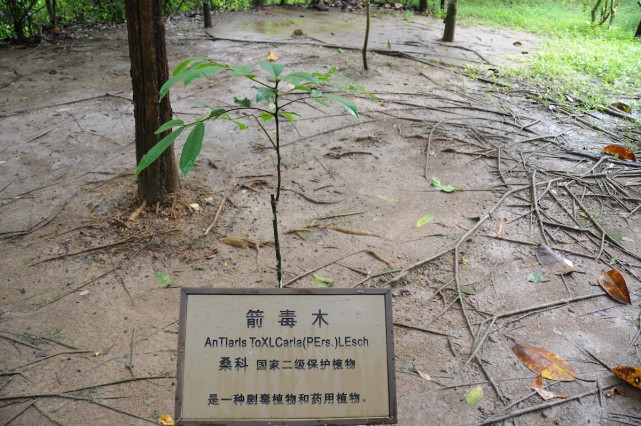 箭毒木的树皮或枝条破裂后,会流出乳白色汁液,含有剧毒.