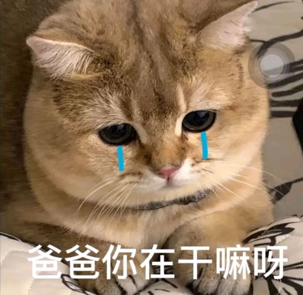 沙雕表情包我想要爹地妈咪
