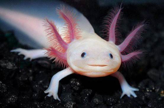 axolotl(墨西哥鬣蜥或六角恐龙)实际上是世界上最具异国情调和独特的