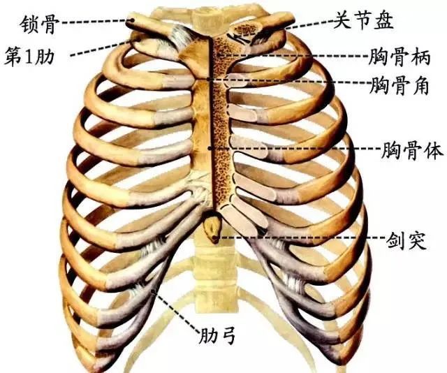 人体解剖歌诀【实用】果断收藏!