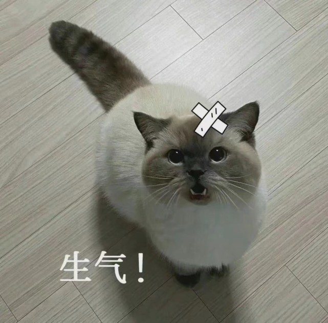 小猫咪表情丨赌气