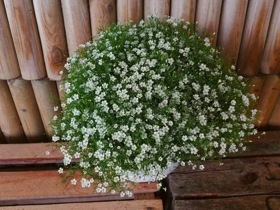 1,细小石头花(吉普赛满天星,gypsophila muralis)