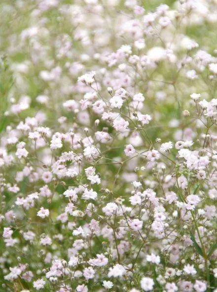 2,圆锥石头花(切花满天星,gypsophila paniculata)