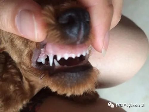 泰迪换牙小常识,教你通过牙齿判断狗狗的年龄