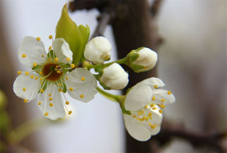 梨花几月开现在栽种1棵梨树小景第2年春天如雪开满枝头