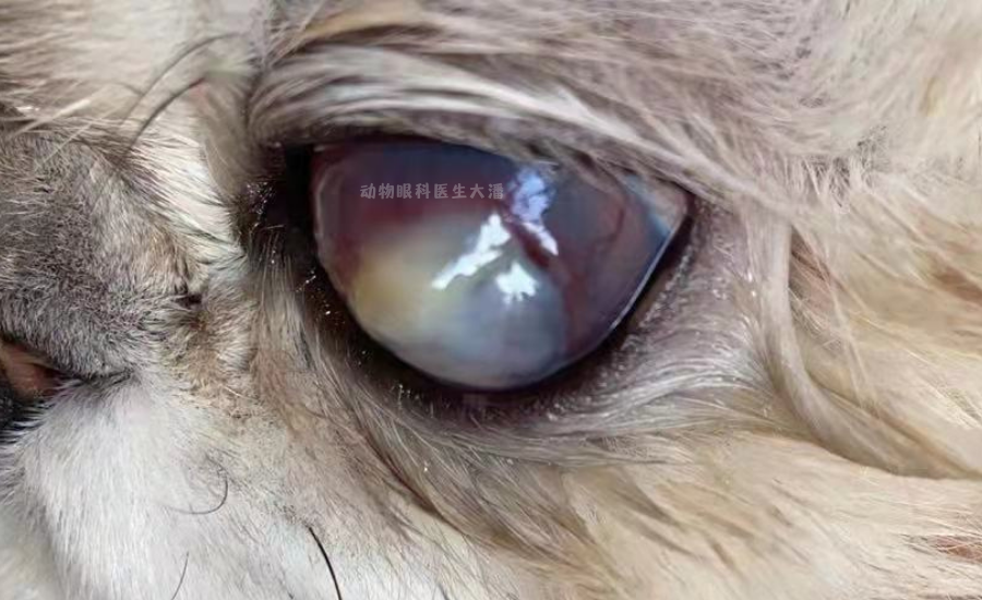 猫咪眼睛有水泡,眼睛破裂,眼睛穿孔的治疗