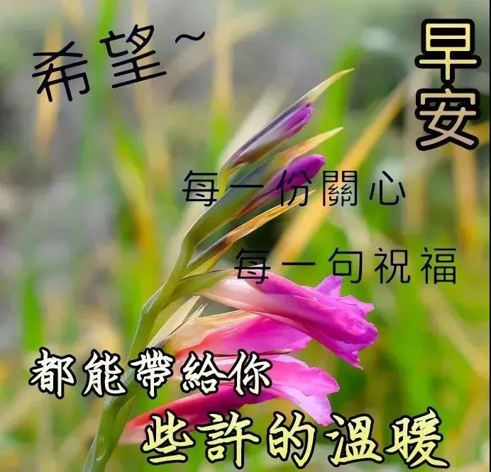 早上好最新高清图片祝福语聊天早上好问候表情包文字精选
