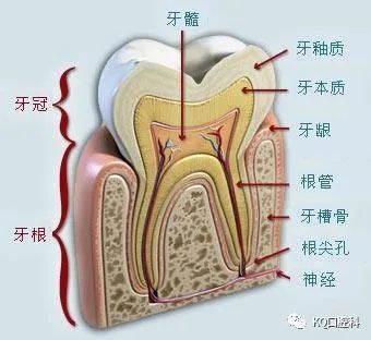 【口腔科普】牙槽骨吸收严重怎么办?为什么会出现牙槽