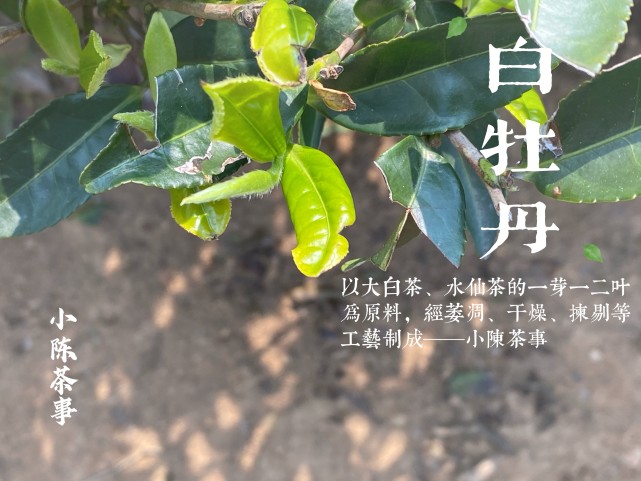 一听到"白牡丹",很多新人还以为这是一种花茶的名字,却怎么都难以联想