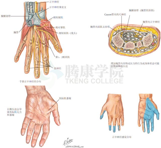 神经解剖学|腕管综合征