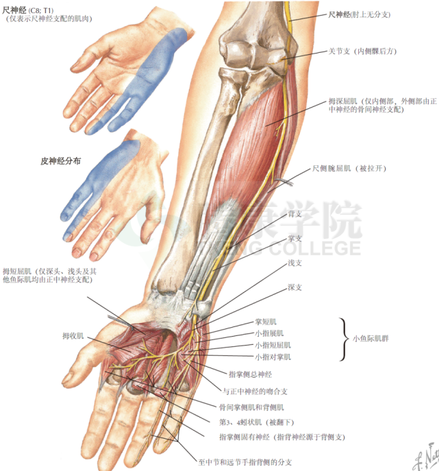 神经解剖学|腕管综合征