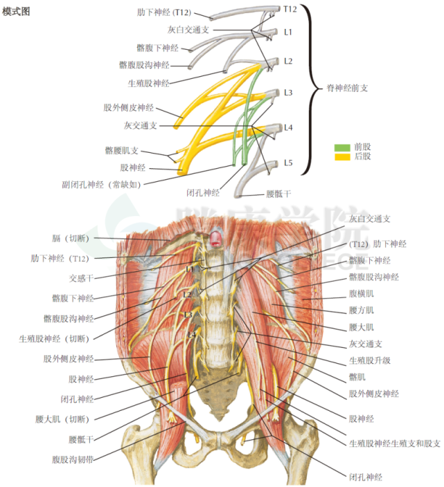 腰丛由l1 ~l4脊神经根前支组成,位于腰大肌后方.
