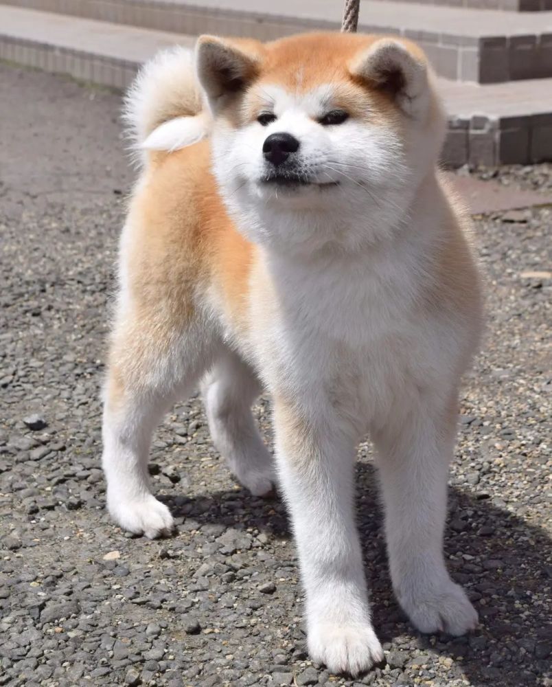 日本一只秋田犬因为哀愁脸走红