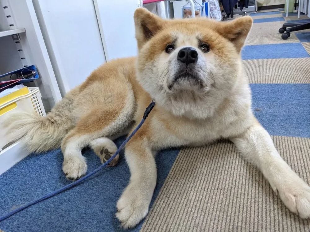 日本一只秋田犬因为哀愁脸走红