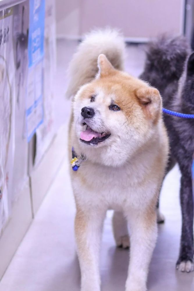 日本一只秋田犬因为哀愁脸走红